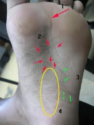 Dr. Wheelwright Foot Glyphology