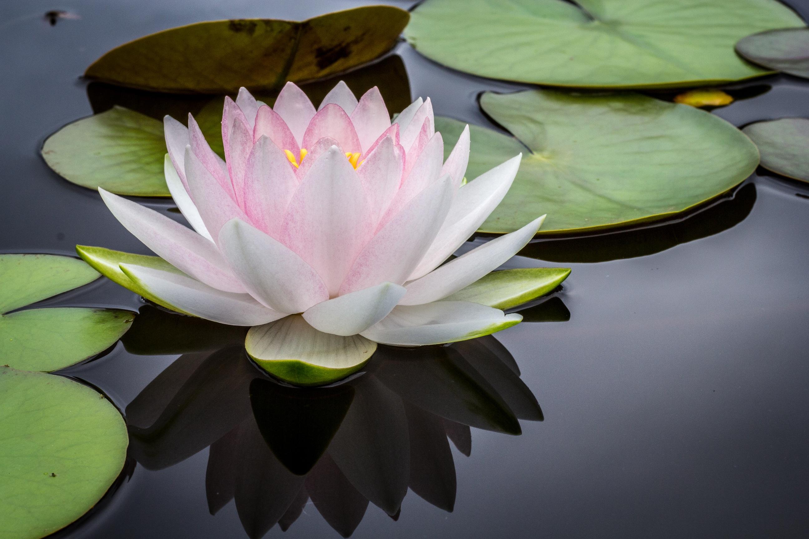 lotus flower in bloom