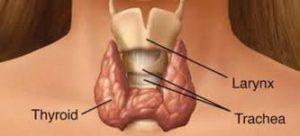 thyroid gland