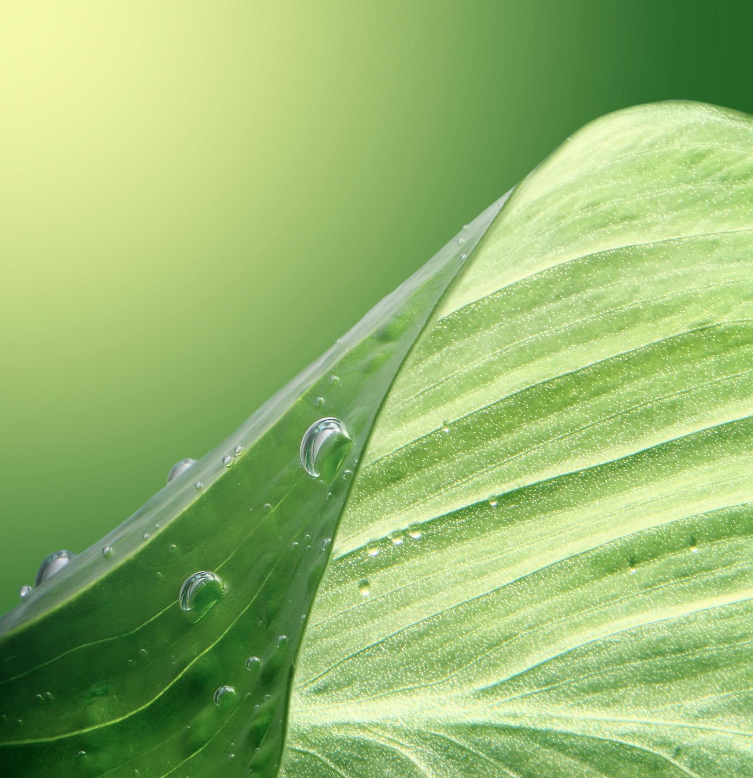 waterdropledt and green leaf