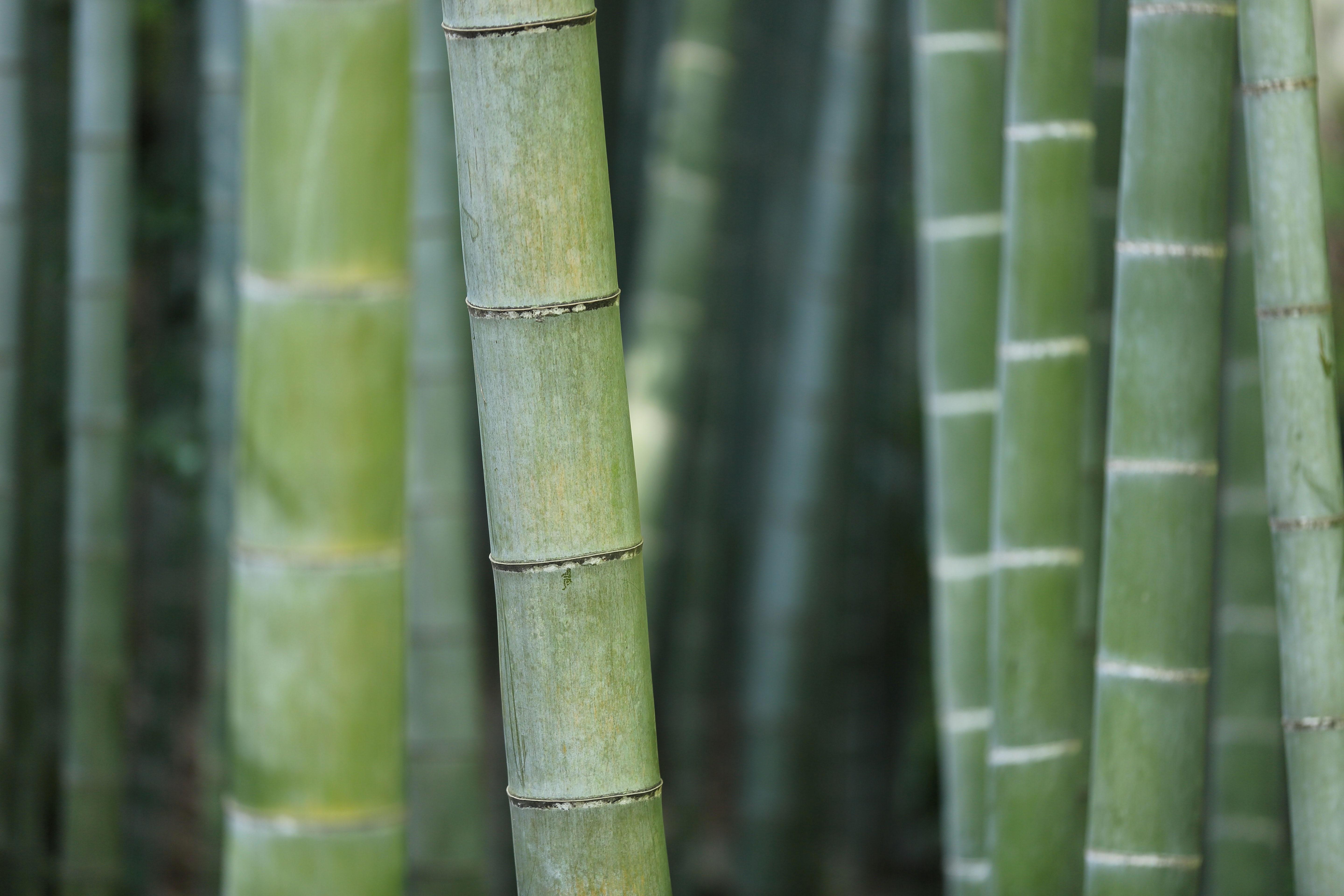 green bamboo forest front page